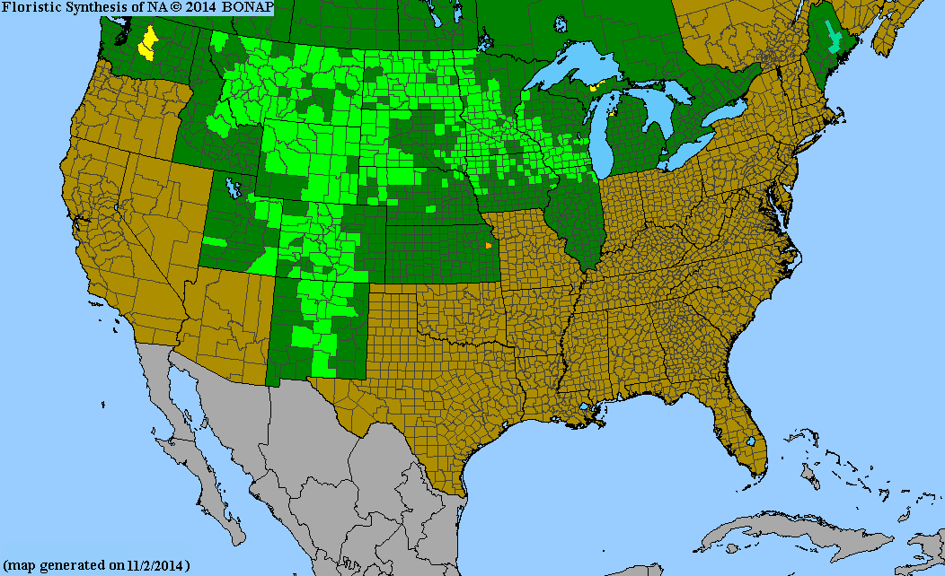 County distribution map of Pulsatilla patens ssp. multifida - American Pasqueflower